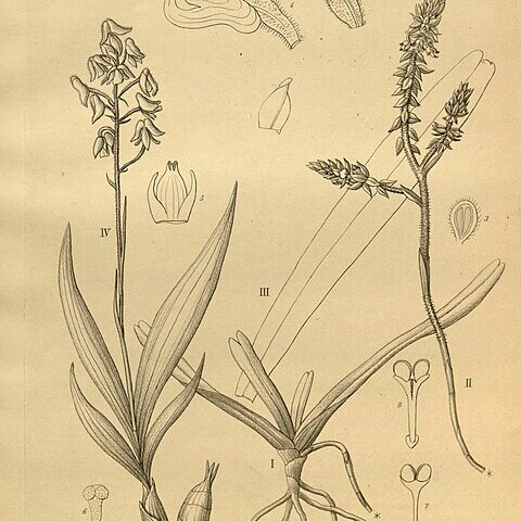 Cleisomeria lanatum unspecified picture