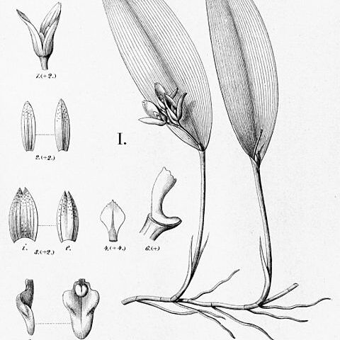 Acianthera capanemae unspecified picture