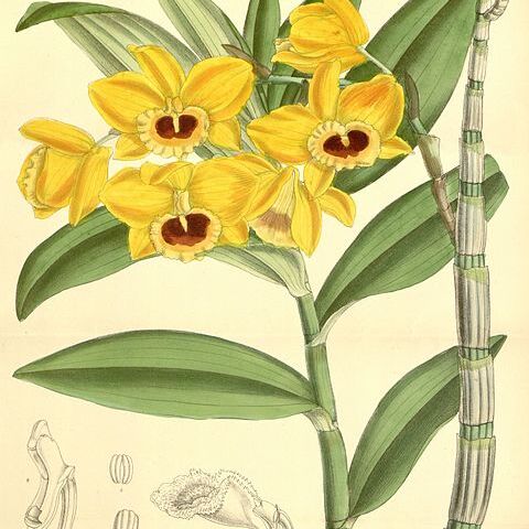 Dendrobium chryseum unspecified picture