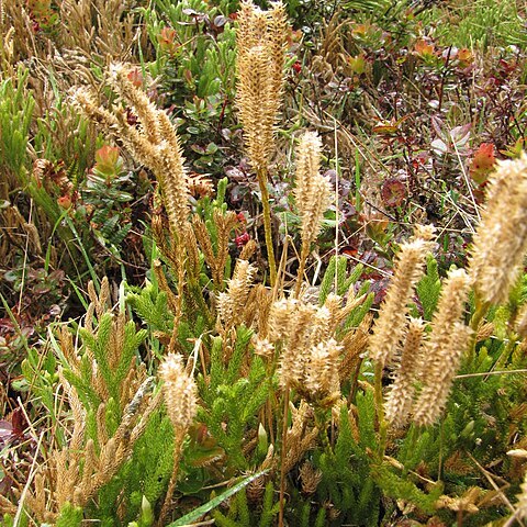 Lycopodium venustulum unspecified picture