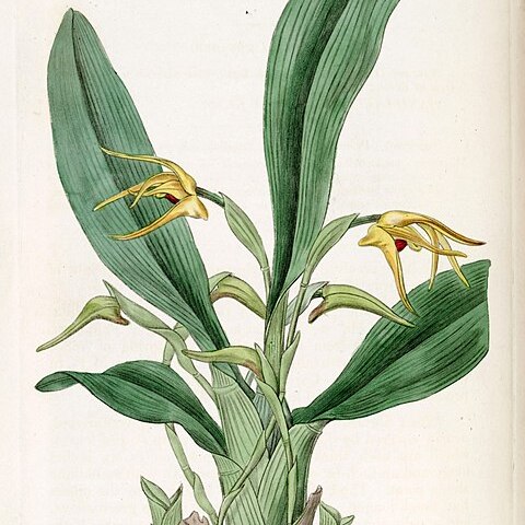 Maxillaria crocea unspecified picture