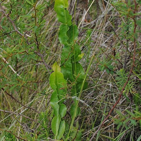 Baccharis jocheniana unspecified picture