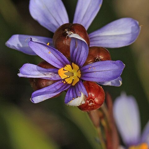 Sisyrinchium xerophyllum unspecified picture