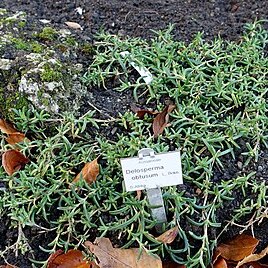 Delosperma obtusum unspecified picture