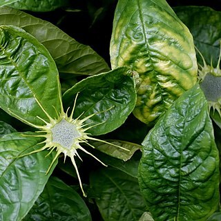 Dorstenia barteri unspecified picture