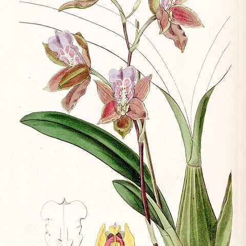 Miltonia russelliana unspecified picture