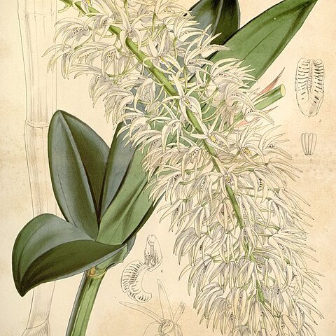 Dendrobium speciosum var. hillii unspecified picture