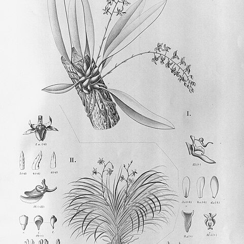 Zygostates pellucida unspecified picture