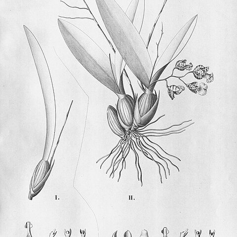 Rodriguezia bifolia unspecified picture