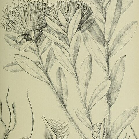 Protea heckmanniana unspecified picture