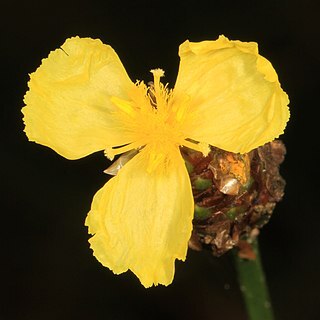 Xyris fimbriata unspecified picture