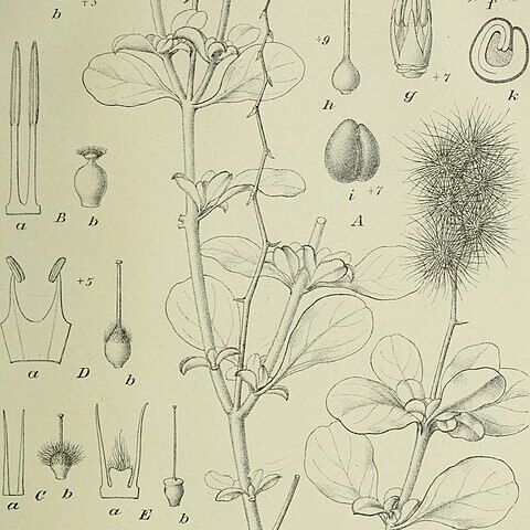 Dasysphaera robecchii unspecified picture