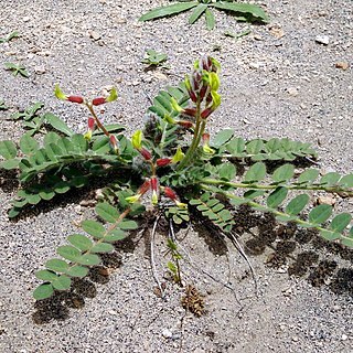 Astragalus massalskyi unspecified picture