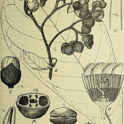 Hoplestigma pierreanum unspecified picture