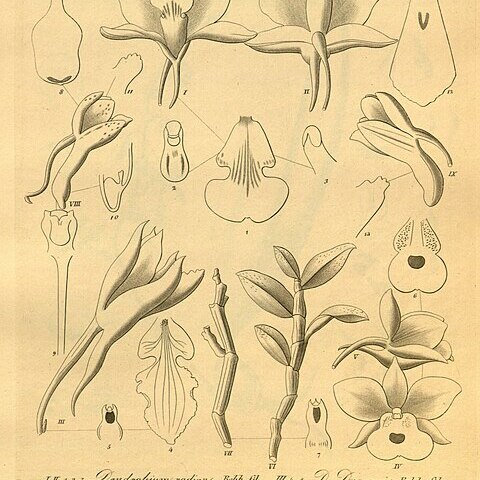 Dendrobium radians unspecified picture