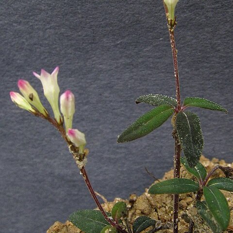 Spigelia genuflexa unspecified picture