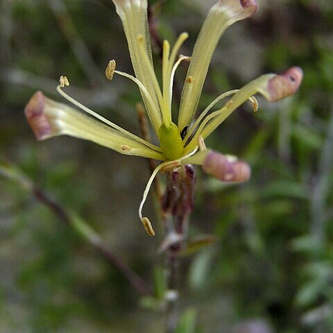 Silene cretacea unspecified picture