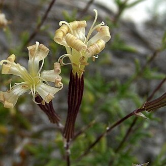 Silene cretacea unspecified picture