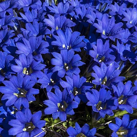 Gentiana decumbens unspecified picture