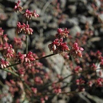 Eriogonum hoffmannii unspecified picture