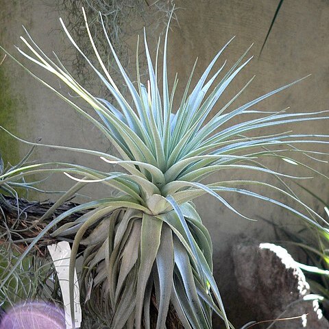 Tillandsia gardneri unspecified picture