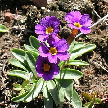 Primula cusickiana unspecified picture