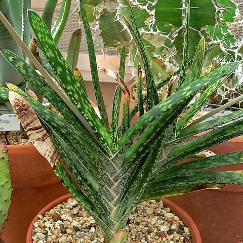 Gasteria bicolor unspecified picture