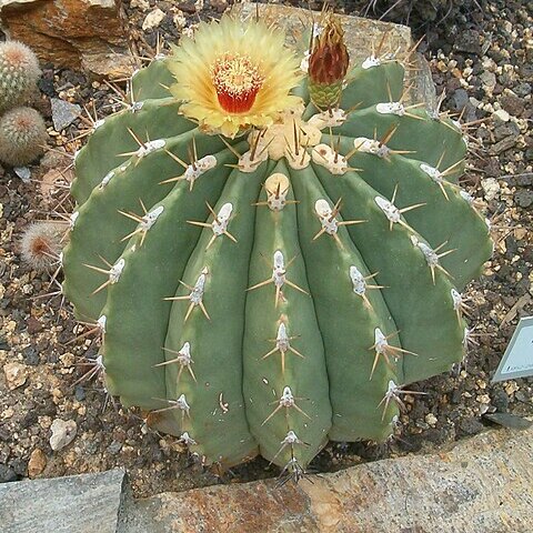 Ferocactus pottsii unspecified picture