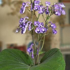 Streptocarpus eylesii unspecified picture