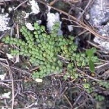 Euphorbia deltoidea unspecified picture