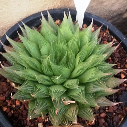 Haworthia cooperi var. cooperi unspecified picture