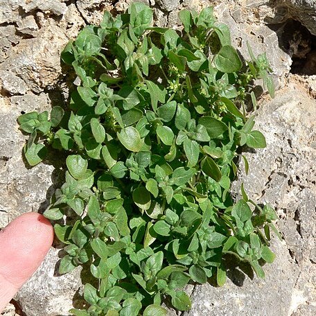 Parietaria hespera unspecified picture