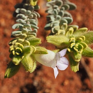 Eremophila jucunda unspecified picture