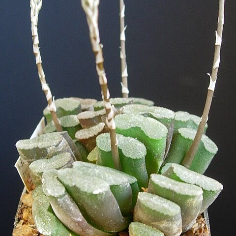 Haworthia truncata var. truncata unspecified picture