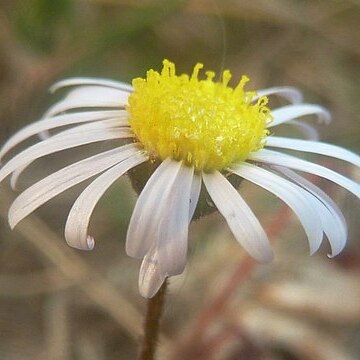 Felicia muricata subsp. muricata unspecified picture