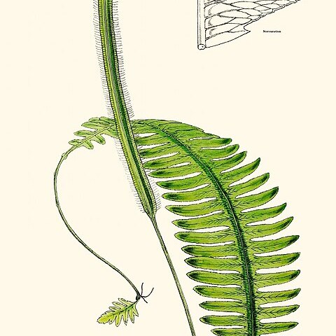 Trichomanes diversifrons unspecified picture