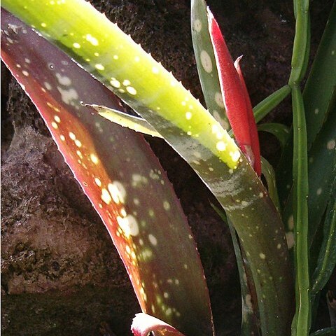 Billbergia chlorostica unspecified picture