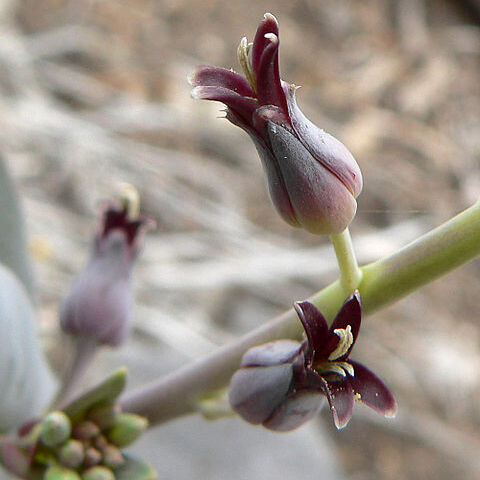 Streptanthus cordatus unspecified picture