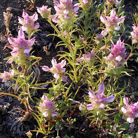 Orthocarpus cuspidatus unspecified picture