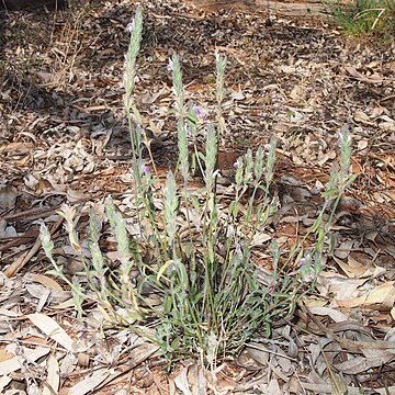 Rostellularia adscendens unspecified picture