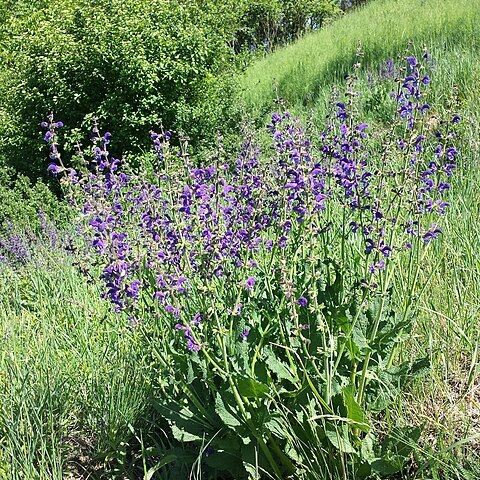 Salvia pratensis subsp. pratensis unspecified picture