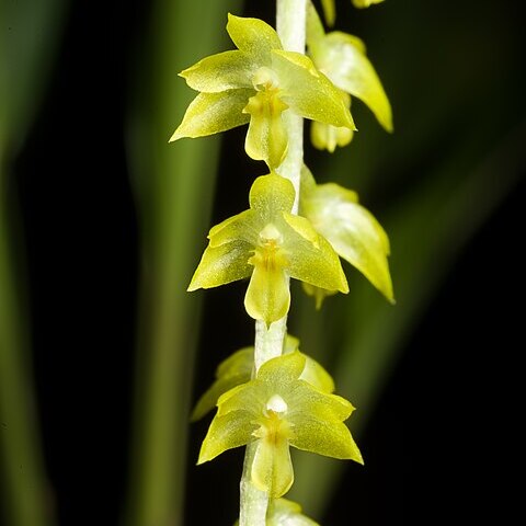 Dendrochilum uncatum var. uncatum unspecified picture