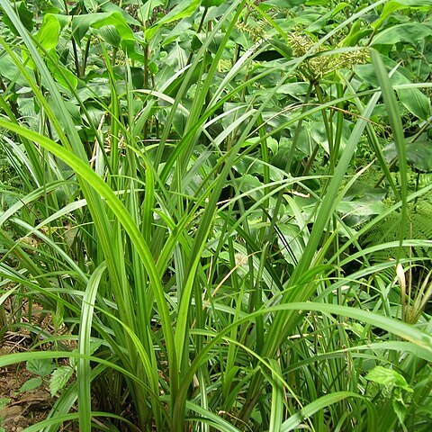 Cyperus hypochlorus unspecified picture