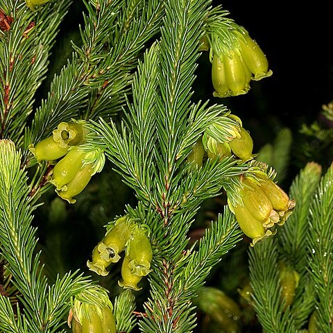 Erica foliacea unspecified picture