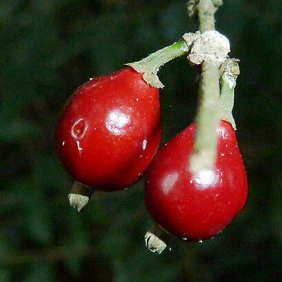 Tricalysia capensis unspecified picture