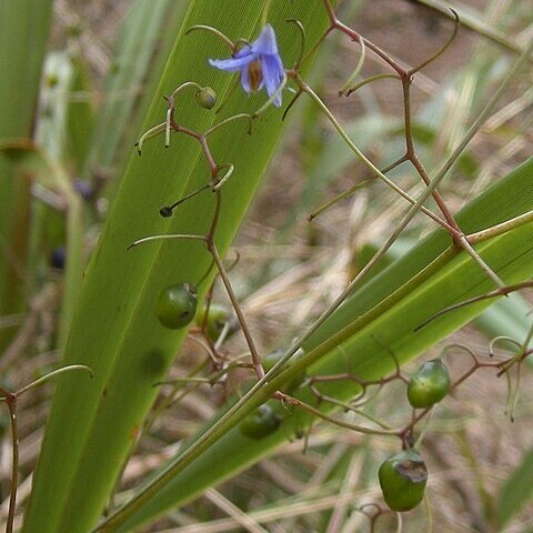 Dianella caerulea var. caerulea unspecified picture