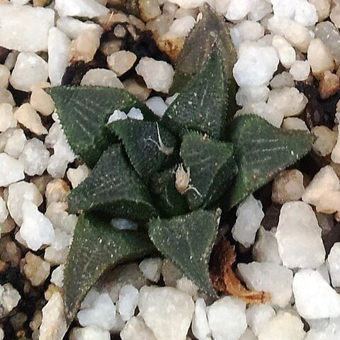 Haworthia maraisii var. maraisii unspecified picture