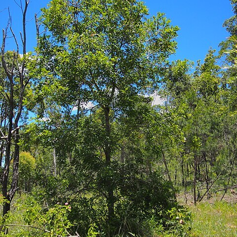 Syncarpia glomulifera subsp. glomulifera unspecified picture