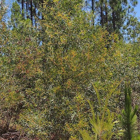 Acacia disparrima unspecified picture