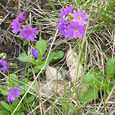 Primula cuneifolia unspecified picture